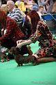 Crufts2011_2 1181